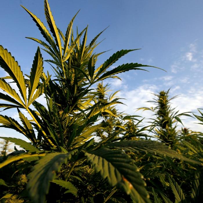 DEA to Hold Hearing on Reclassifying Marijuana as Drug With Lower Risk of Abuse