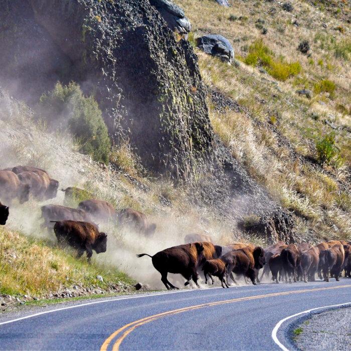 Native Tribes Protest Plan to Cull Wild Bison in Yellowstone