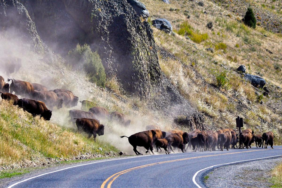 Native Tribes Protest Plan to Cull Wild Bison in Yellowstone thumbnail