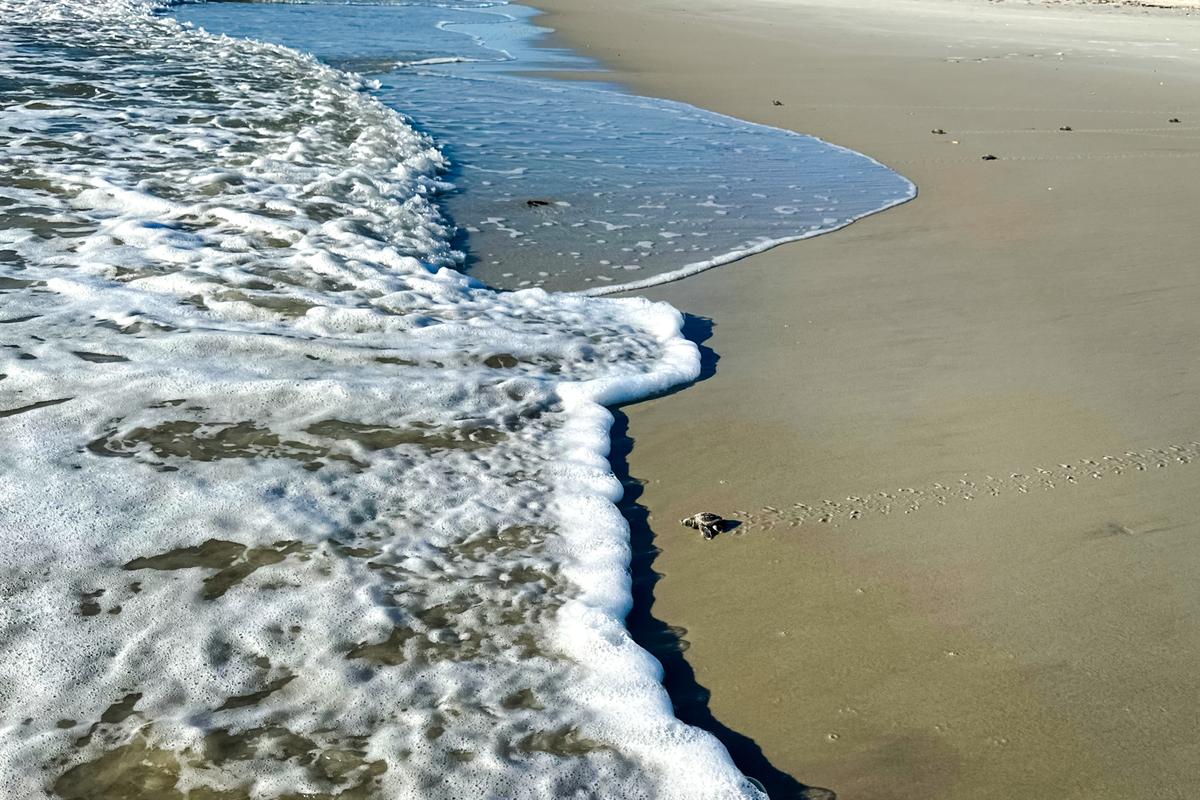 Why Baby Turtles Thrive on Florida’s Hurricane-Lashed Beaches thumbnail