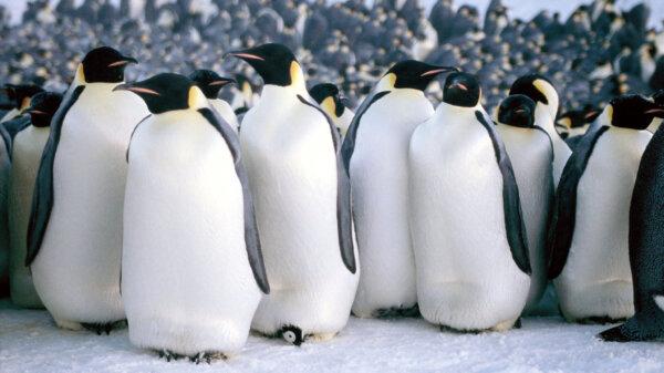 ‘March of the Penguins’: A Year in the Life of Non-Flying Antarctic Birds