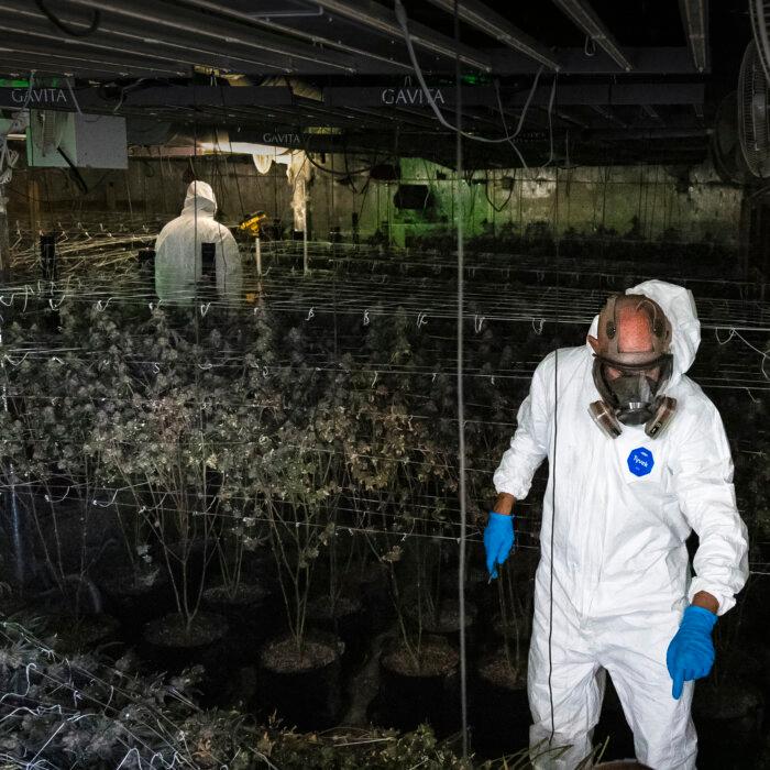 Toxic Homes for Sale: How California’s Illegal Marijuana Industry Ruins Houses