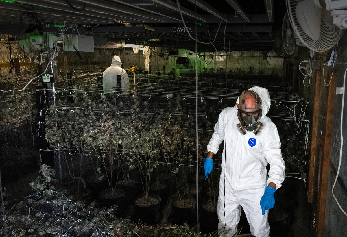 Toxic Homes for Sale: How California’s Illegal Marijuana Industry Ruins Houses thumbnail